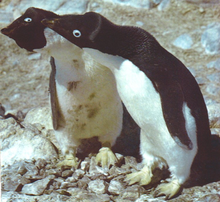 2penguins.jpg (112955 bytes)