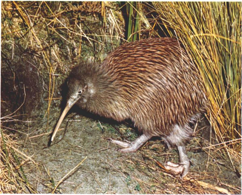 kiwi.jpg (129830 bytes)